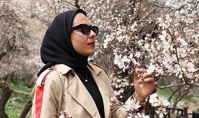 Erzincan'da meyve ağaçları çiçek açmaya başladı