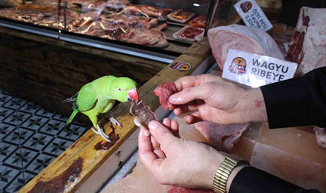 Kasabın papağanı sadece 'lüks et' yiyor