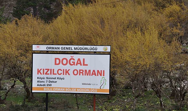 Kızılcık ağaçları sapsarı çiçek açtı