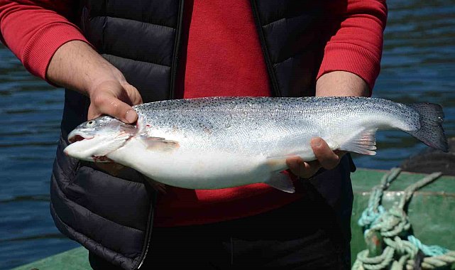 Türk somonu, Rusya, Japonya ve AB ülkelerine ihraç ediliyor: Ordu ekonomisine yıllık katkısı 550 milyon TL