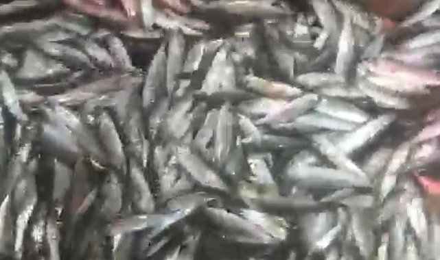 1,5 ton balık yakaladılar, yüzleri güldü