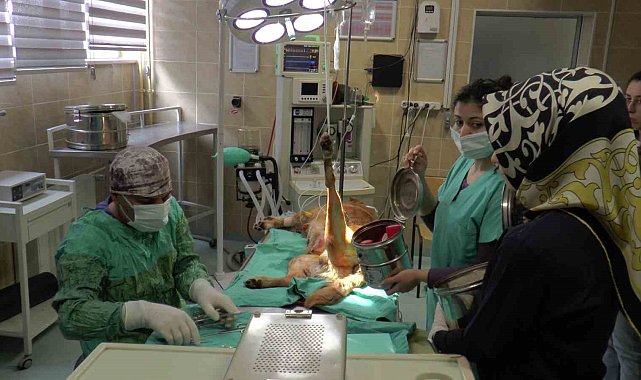 2023'ün ilk çeyreğinde büyükbaş hasta sayısı düştü