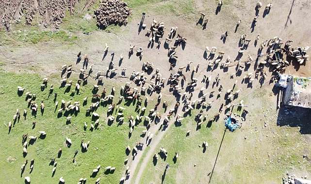 3 bin rakımda koyun ve kuzuların buluşması
