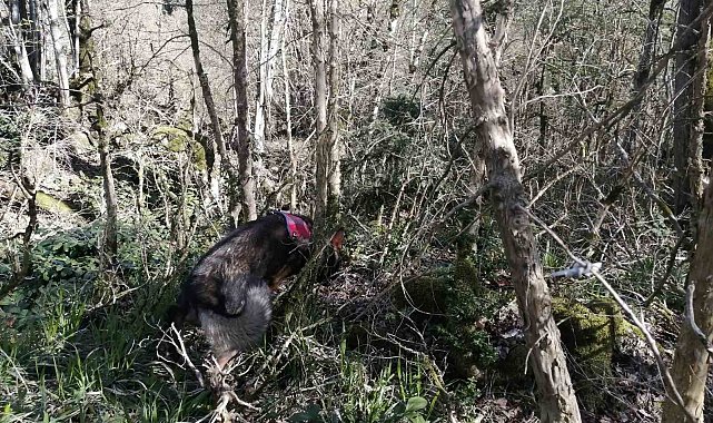 5 gün önce kaybolan turist "cayrokopter" ve 110 personelle aranıyor