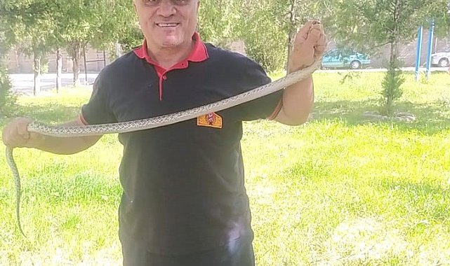 Ağaca çıkan yılan paniğe neden oldu