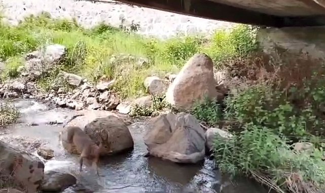 Artvin'de yerleşim yerlerine inen karacalar görüntülendi