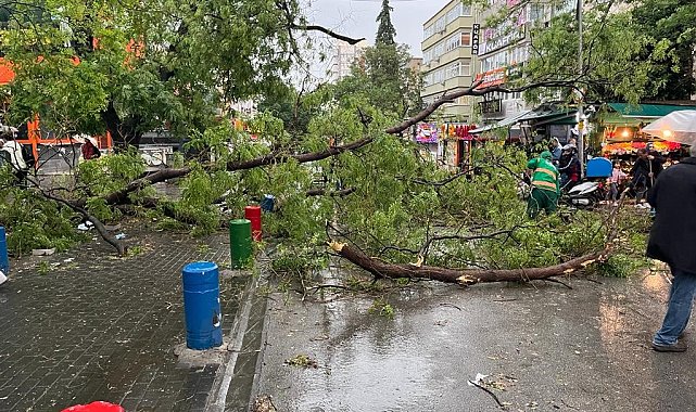 Başkentte fırtına ağaçları devirdi, yol kapandı