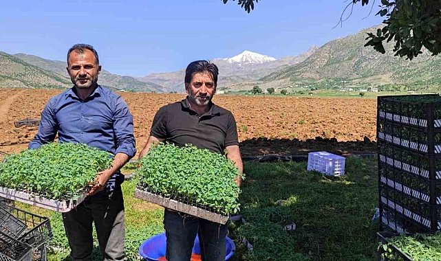 Batman'da 400 dönümlük alanda kurutmalık domates ekimine başlandı
