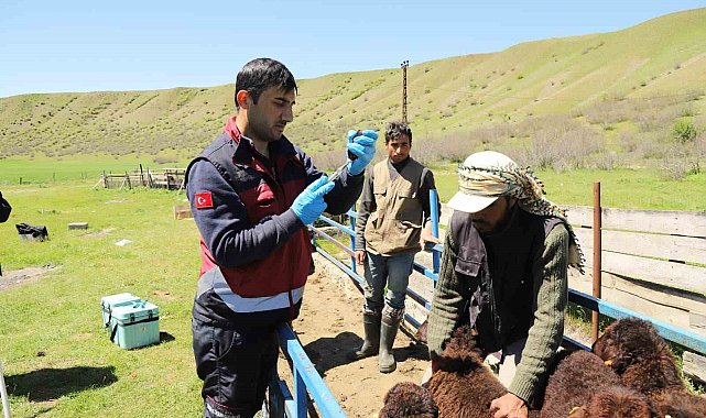 Bingöl'de küçükbaş hayvanlar aşılanıyor