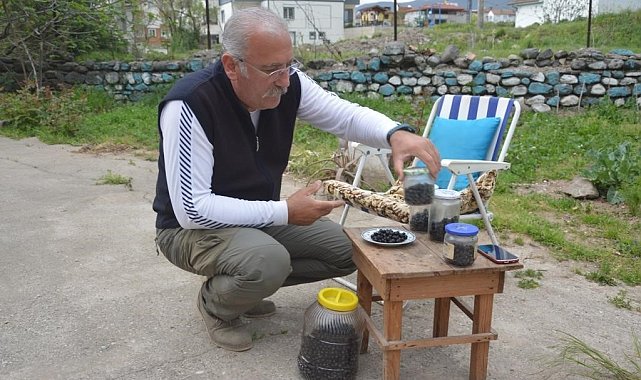 Dağdan elleriyle topladı, kendi zeytinini yaptı