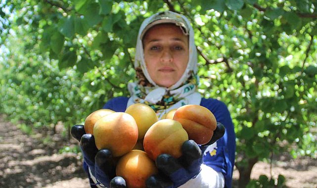 Depremin vurduğu Hatay'da kayısı hasadı başladı