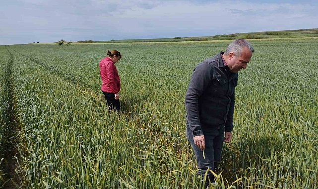İlçe Tarım Müdürlüğü çiftçileri 'sarı pas' hastalığına karşı uyardı