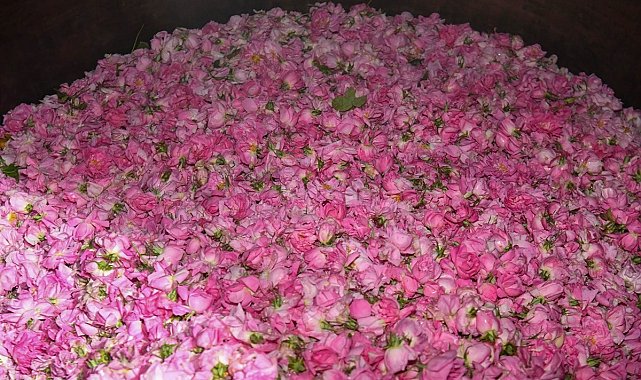 Isparta'da gül çiçeği hasadı başladı