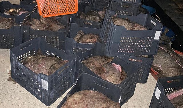 İstanbul'da yasa dışı avlanan 9 ton kalkan balığı ele geçirildi