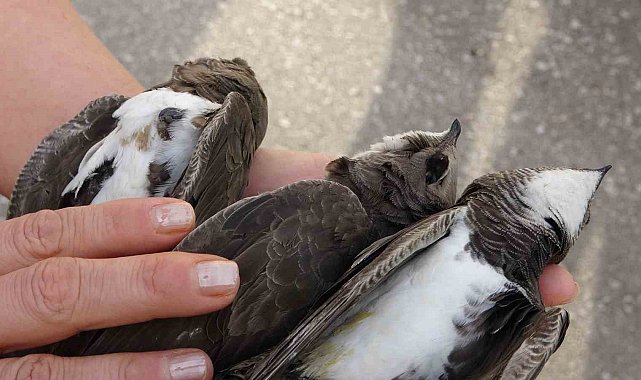Kocaeli'de hayrete düşüren olay: 8 ebabil kuşu telef oldu