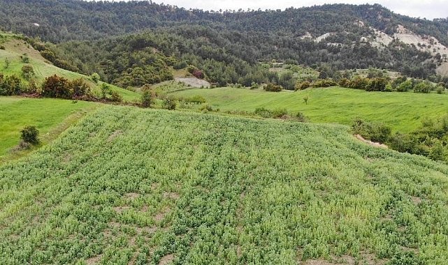 Manisa'da 620 bin kök yasadışı haşhaş ekimi tespit edildi