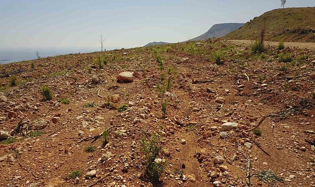 Mersin'de yanan orman sahaları yeşeriyor