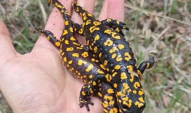 Nadir görülüyordu, ikisi bir arada görüntülendi