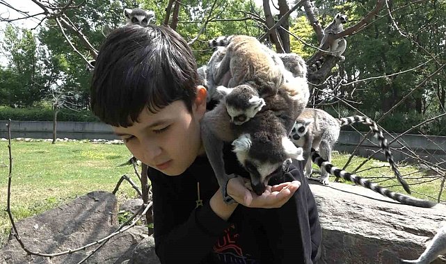 Öğrenciler lemurları elleriyle besledi
