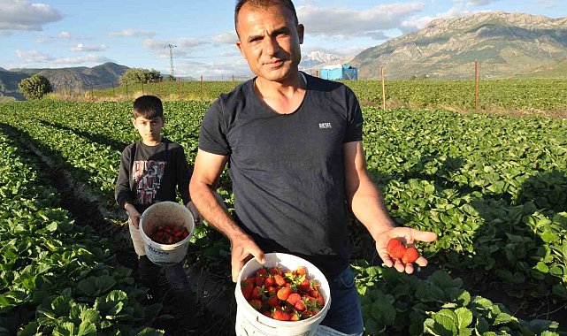 Organik Sason çileğinde yılın ilk hasadı başladı