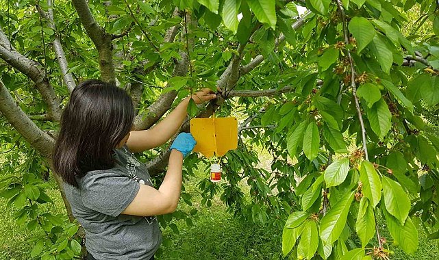 Şaphane'de kiraz sineği zararlısı ile mücadele çalışmaları