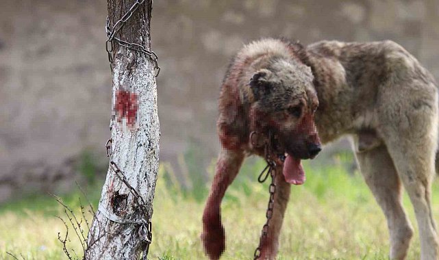 Sokak köpeği dehşet saçtı: Önce çocuğu ısırdı, sonra bir başka köpeği boğdu