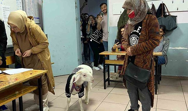 Üzerine kazak giydirdiği kuzusuyla oy kullanmaya geldi