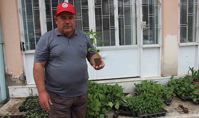 Yaz aylarının gelmesi ile fide satışları arttı