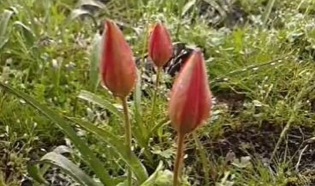 Yılda bir kez açan Manisa lalesi koruma altında