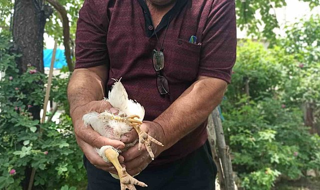 3 ayaklı civcivine özenle bakıyor