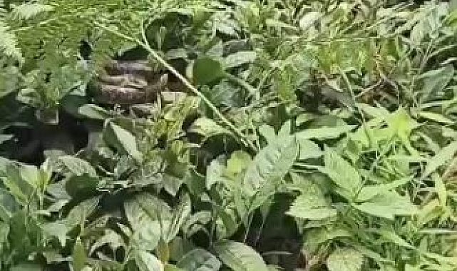 Artvin'de çay üreticinin kabusu Hopa engereği bahçelerde sık olarak görülmeye başladı