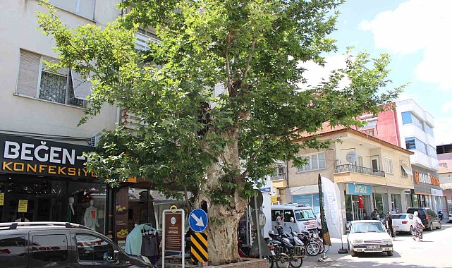 Asırlık çınar ağacının hikayesi duyanların yüreğini dağlıyor