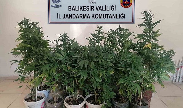 Bigadiç'te kenevir baskını