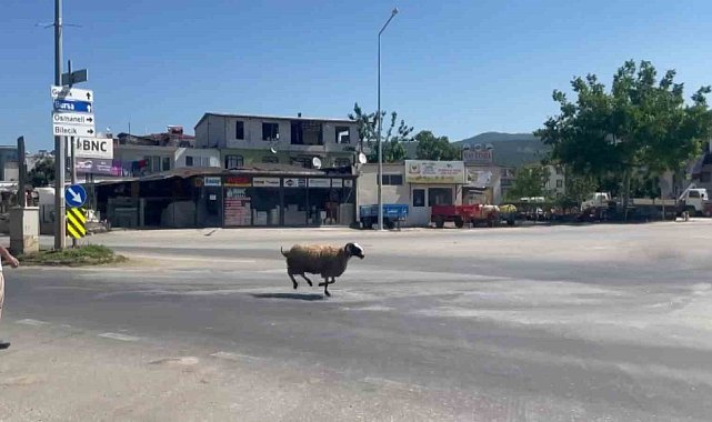 Bursa'da kurbanlık koç trafiği birbirine kattı