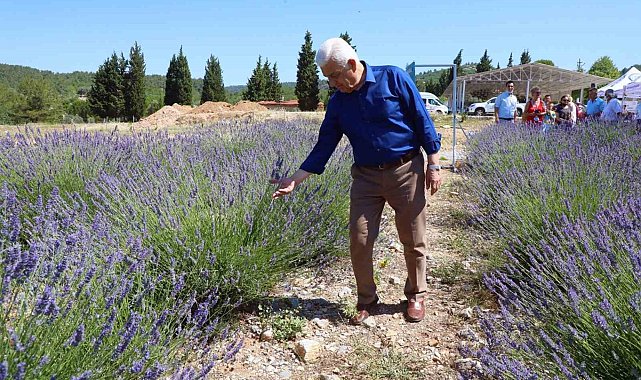 Büyükşehir Lavanta bahçesi ziyarete açılıyor