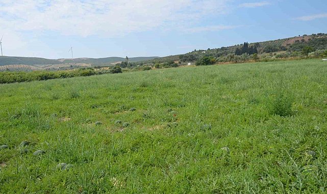 Didim'de erkenci karpuz hasadı yapıldı