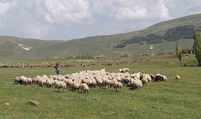 Doğu Anadolu Canlı Hayvan Pazarı'nda hareketlilik başladı