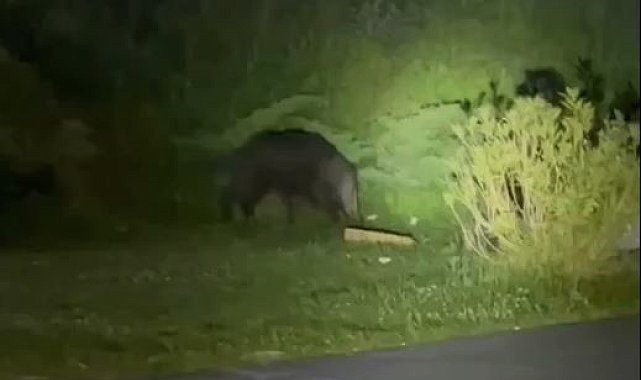Domuzlar şehre indi