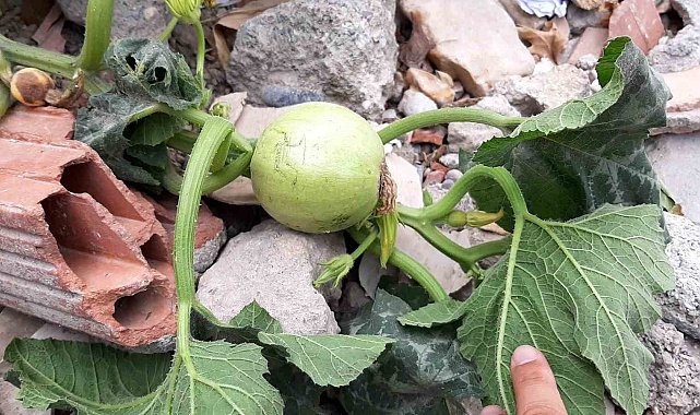 Enkazlarda yeşeren bitkiler umuda büyüyor