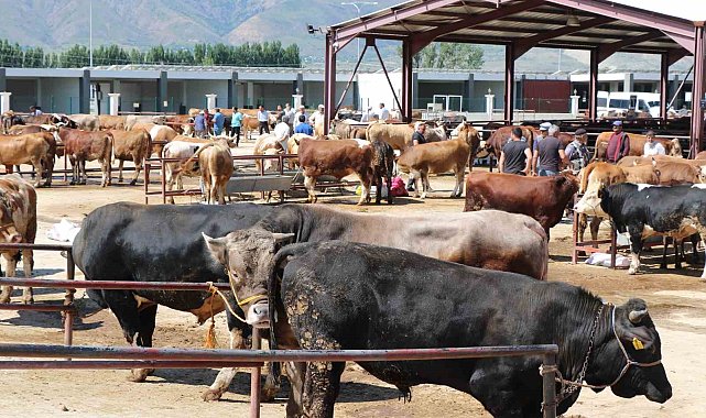 Erzincan'da kurban hareketliliği hız aldı