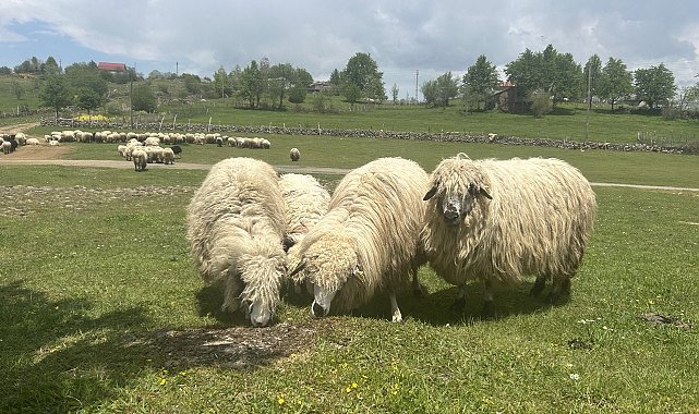 Giresun yaylaları koyun-kuzu sesleriyle şenlendi