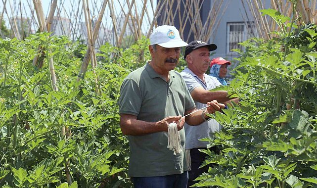 Gönüllü serasında yetiştirilen sebze ve meyveler ihtiyaç sahiplerine gidiyor