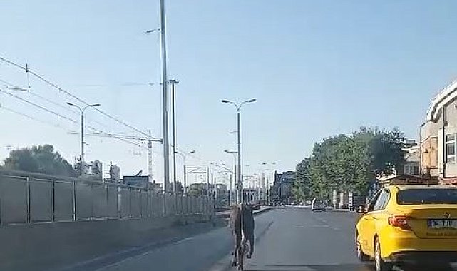 Güngören'de kaçan kurbanlık trafikte zor anlar yaşattı