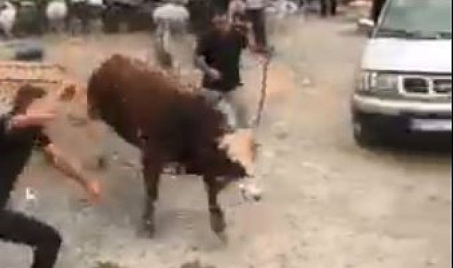 İpini koparan boğa Hopa'da kurban pazarını birbirine kattı