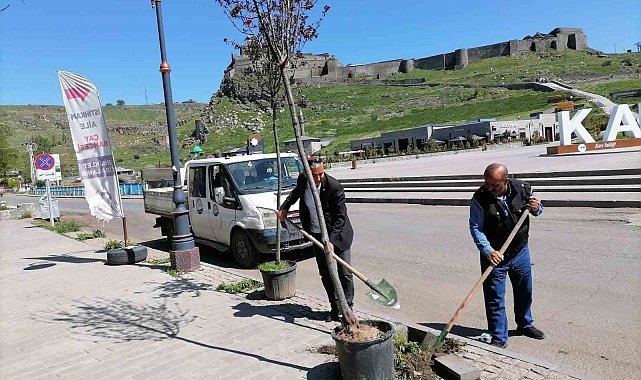 Kars'ta kuruyan ağaçlar değiştiriliyor