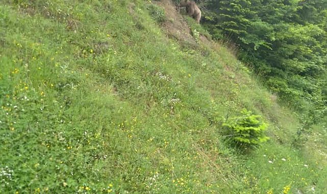 Kastamonu'da yerleşim yerlerine kadar inen ayılar cep telefonlarıyla görüntülendi