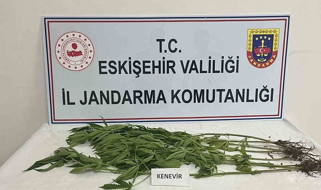 Kenevir yetiştiren şahıslara jandarma operasyonu