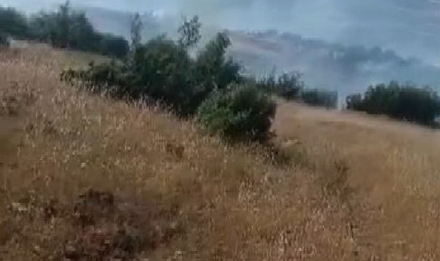 Kilis'te orman ve örtü yangını