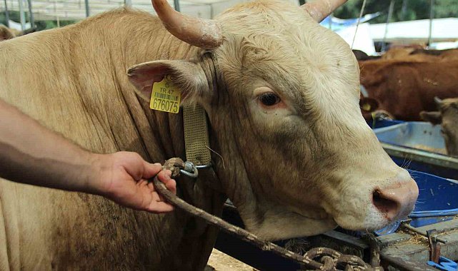 Kurbanlık büyükbaş hayvan seçerken nelere dikkat edilmeli