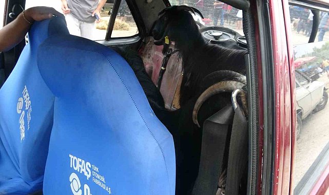Kurbanlıklar Adana usulü taşındı